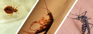 Overview of Common Pest Control Services and Their Charges